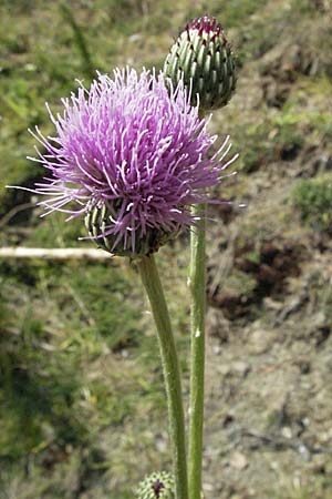 Cirsium tymphaeum \ Timfi-Kratzdistel / Mount Timfi Thistle, GR Katara Pass 27.8.2007