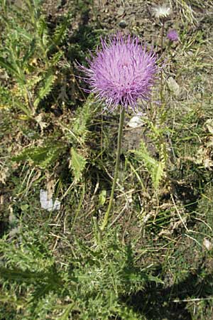 Cirsium tymphaeum \ Timfi-Kratzdistel / Mount Timfi Thistle, GR Katara Pass 27.8.2007