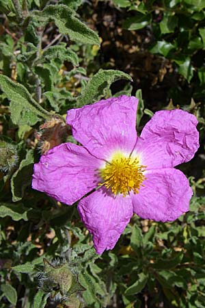 Cistus incanus subsp. creticus \ Kretische Zistrose / Cretan Cistus, GR Hymettos 20.5.2008