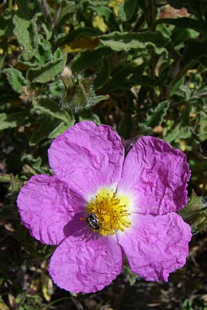 Cistus incanus subsp. creticus \ Kretische Zistrose / Cretan Cistus, GR Hymettos 20.5.2008