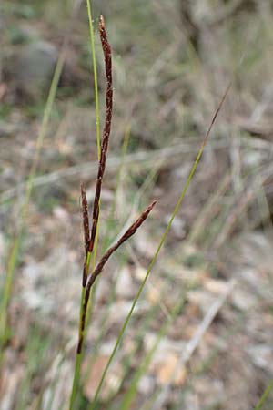 Carex illegitima \ Illegitime Segge / Illegitimate Sedge, GR Hymettos 20.3.2019