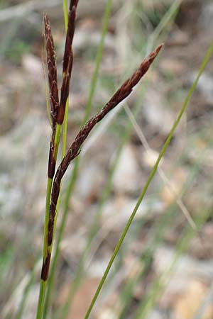 Carex illegitima \ Illegitime Segge / Illegitimate Sedge, GR Hymettos 20.3.2019