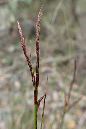 Carex illegitima \ Illegitime Segge / Illegitimate Sedge, GR Hymettos 20.3.2019