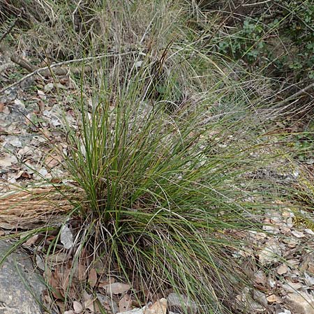 Carex illegitima \ Illegitime Segge / Illegitimate Sedge, GR Hymettos 20.3.2019