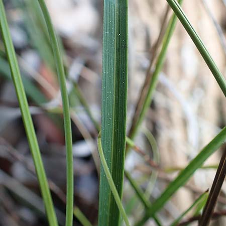 Carex illegitima \ Illegitime Segge / Illegitimate Sedge, GR Hymettos 20.3.2019
