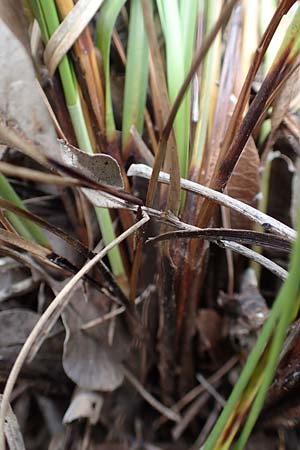 Carex illegitima \ Illegitime Segge / Illegitimate Sedge, GR Hymettos 20.3.2019