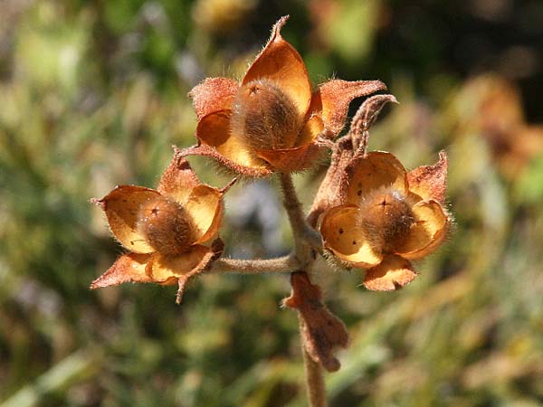 Cistus incanus subsp. creticus \ Kretische Zistrose / Cretan Cistus, GR Akrokorinth 29.10.2020 (Photo: Gisela Nikolopoulou)