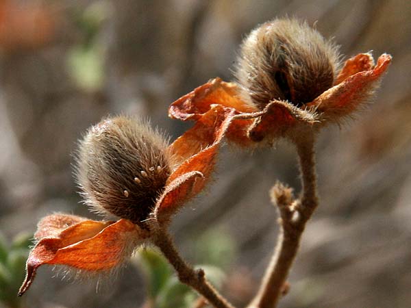 Cistus incanus subsp. creticus \ Kretische Zistrose / Cretan Cistus, GR Akrokorinth 29.10.2020 (Photo: Gisela Nikolopoulou)