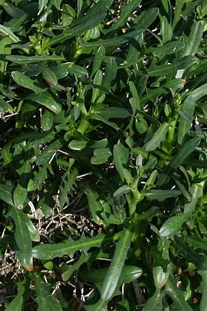 Cichorium spinosum \ Stachelige Zichorie / Spiny Chicory, GR Korinth/Corinth 3.5.2011 (Photo: Gisela Nikolopoulou)