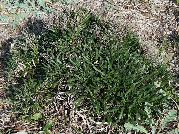 Cichorium spinosum \ Stachelige Zichorie / Spiny Chicory, GR Korinth/Corinth 3.5.2011 (Photo: Gisela Nikolopoulou)