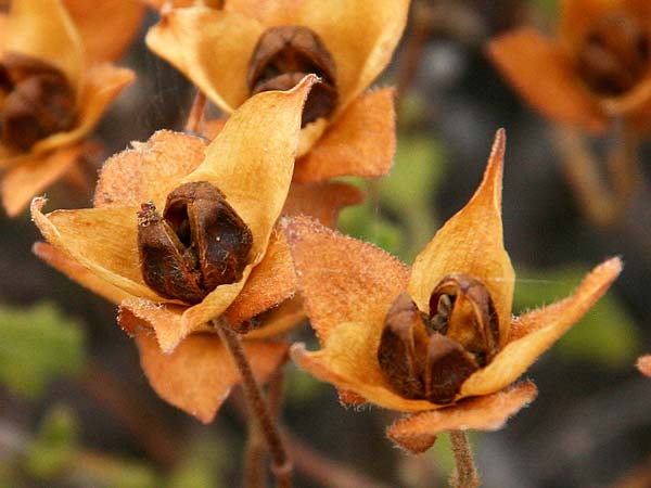 Cistus salviifolius \ Salbeibl&auml;ttrige Zistrose / Sage-Leaved Rock-Rose, GR Akrokorinth 29.10.2020 (Photo: Gisela Nikolopoulou)