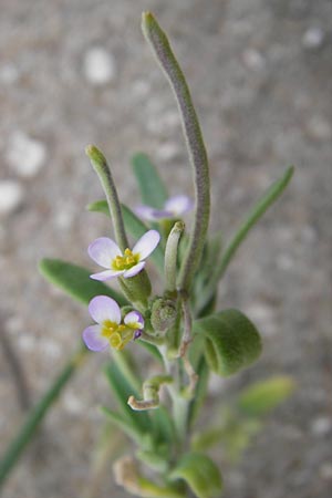 Cakile maritima \ Europischer Meersenf / Sea Rocket, GR Peloponnes, Metochi-Kalogria 27.3.2013