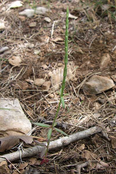 Crucianella latifolia \ Breitbl&auml;ttriges Kreuzblatt / Broad-Leaved Crosswort, GR Hymettos 20.5.2008