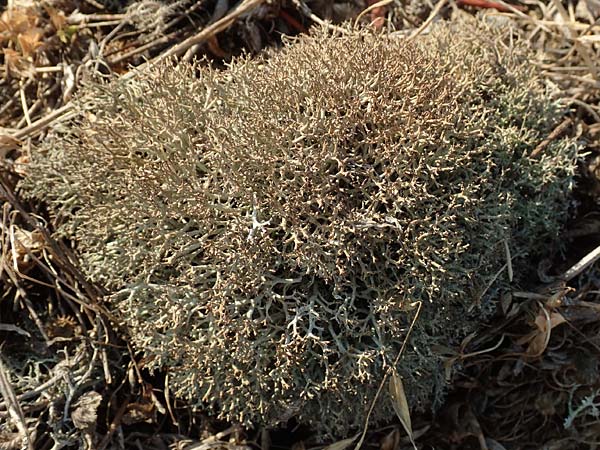 Cladonia mediterranea ? \ Mittelmeer-Rentier-Flechte / Mediterranean Reindeer Lichen, GR Euboea (Evia), Neos Pirgos 25.8.2017