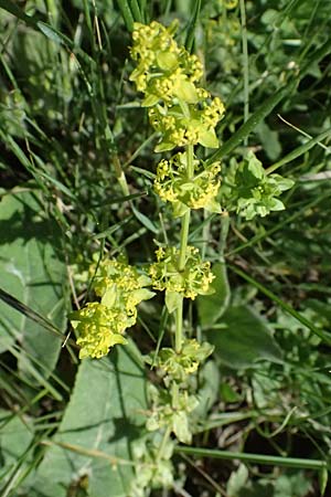 Cruciata laevipes \ Gewhnliches Kreuzlabkraut / Crosswort, GR Peloponnes, Saitas 19.5.2024