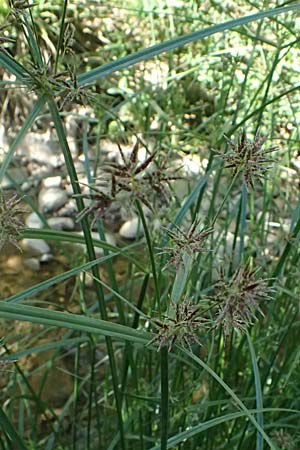 Cyperus longus \ Langstiges Zypergras / Common Galingale, GR Peloponnes, Chelmos, Klitoria 23.5.2024