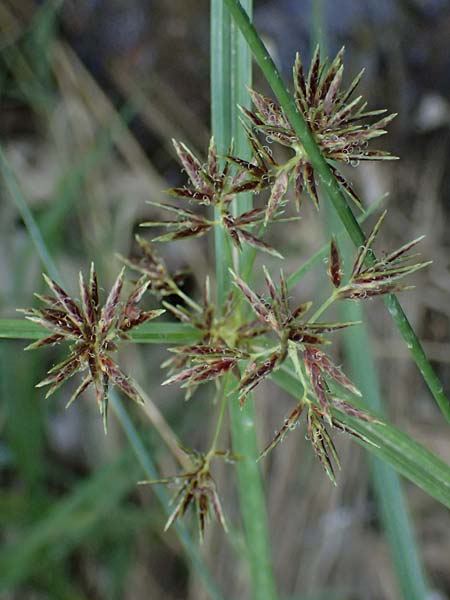 Cyperus longus \ Langstiges Zypergras / Common Galingale, GR Peloponnes, Chelmos, Klitoria 23.5.2024