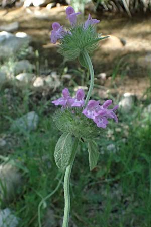 Clinopodium vulgare \ Wirbeldost / Wild Basil, GR Peloponnes, Chelmos, Klitoria 23.5.2024