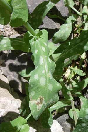 Cerinthe major \ Gro�e Wachsblume / Greater Honeywort, GR Zagoria, Kipi 18.5.2008