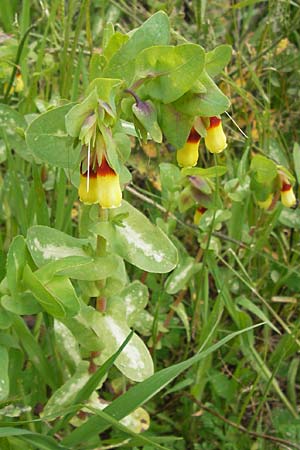 Cerinthe major \ Gro�e Wachsblume / Greater Honeywort, GR Peloponnes, Strofylia-Wald bei Metochi-Kalogria / Peloponnese, Strofylia Forest near Metochi-Kalogria 27.3.2013