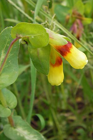 Cerinthe major \ Gro�e Wachsblume / Greater Honeywort, GR Peloponnes, Strofylia-Wald bei Metochi-Kalogria / Peloponnese, Strofylia Forest near Metochi-Kalogria 27.3.2013