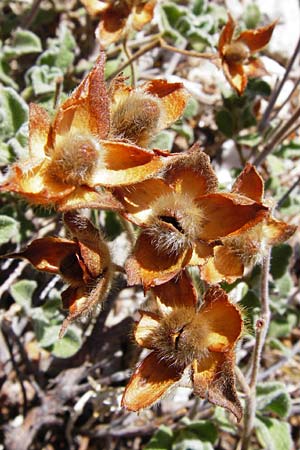 Cistus incanus subsp. creticus \ Kretische Zistrose / Cretan Cistus, GR Euboea (Evia), Karistos 28.8.2014