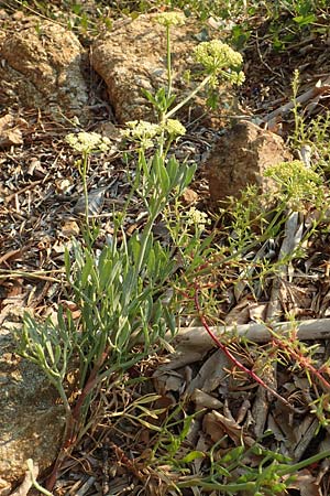Crithmum maritimum \ Meer-Fenchel / Rock Samphire, GR Euboea (Evia), Neos Pirgos 25.8.2017