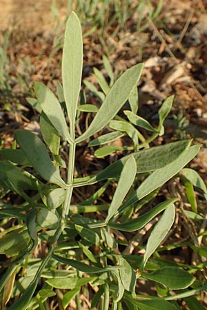 Crithmum maritimum \ Meer-Fenchel / Rock Samphire, GR Euboea (Evia), Neos Pirgos 25.8.2017