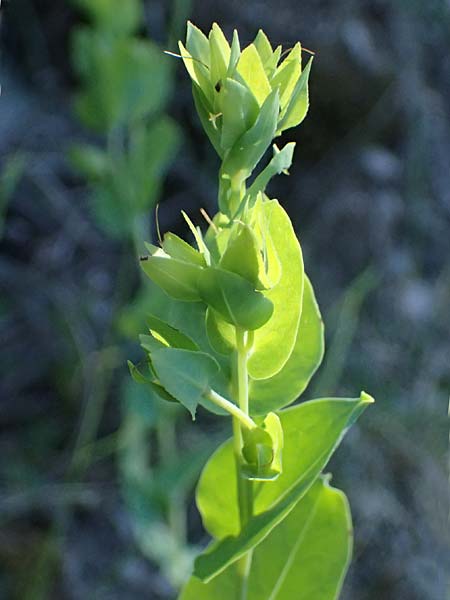 Cerinthe minor \ Kleine Wachsblume / Lesser Honeywort, GR Peloponnes, Saitas 22.5.2024