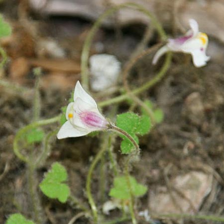 Cymbalaria microcalyx \ Kleinkelchiges Zimbelkraut / Small-Sepal Toadflax, GR Peloponnes, Chelmos 26.5.2014 (Photo: Gisela Nikolopoulou)
