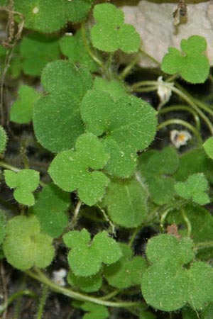 Cymbalaria microcalyx \ Kleinkelchiges Zimbelkraut / Small-Sepal Toadflax, GR Peloponnes, Chelmos 26.5.2014 (Photo: Gisela Nikolopoulou)