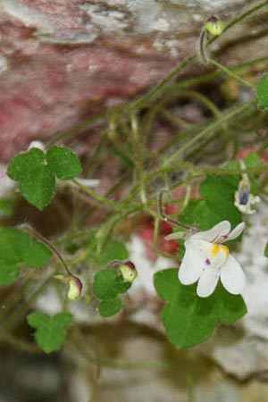 Cymbalaria microcalyx \ Kleinkelchiges Zimbelkraut / Small-Sepal Toadflax, GR Peloponnes, Chelmos 26.5.2014 (Photo: Gisela Nikolopoulou)