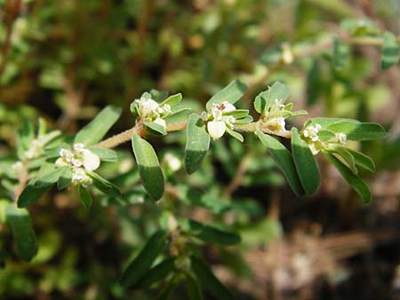 Chamaesyce nutans \ Nickende Wolfsmilch / Eyebane, Nodding Spurge, GR Dafni 6.9.2014