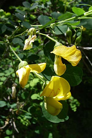 Colutea arborescens \ Blasenstrauch / Bladder Senna, GR Aoos - Schlucht / Gorge 16.5.2008