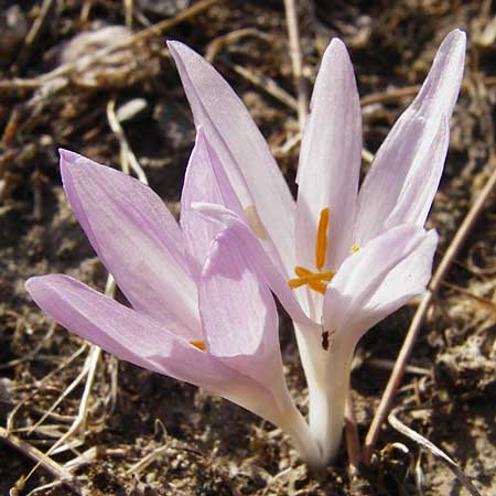 Colchicum lingulatum \ Z&uuml;nglein-Zeitlose / Tongue Autumn Crocus, GR Parnitha 1.9.2014