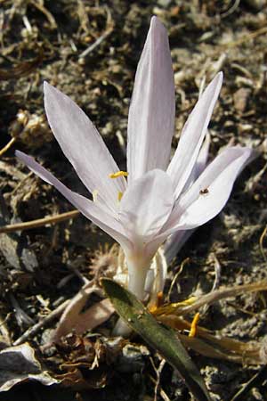 Colchicum lingulatum \ Z&uuml;nglein-Zeitlose / Tongue Autumn Crocus, GR Parnitha 1.9.2014