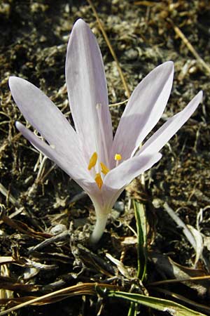 Colchicum lingulatum \ Z&uuml;nglein-Zeitlose / Tongue Autumn Crocus, GR Parnitha 1.9.2014