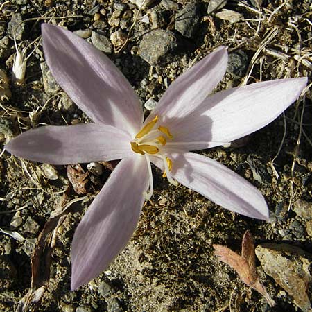 Colchicum lingulatum \ Z&uuml;nglein-Zeitlose / Tongue Autumn Crocus, GR Parnitha 1.9.2014