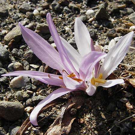 Colchicum lingulatum \ Z&uuml;nglein-Zeitlose / Tongue Autumn Crocus, GR Parnitha 1.9.2014