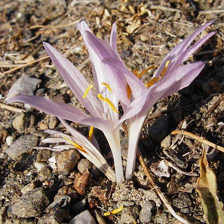 Colchicum lingulatum \ Z&uuml;nglein-Zeitlose / Tongue Autumn Crocus, GR Parnitha 1.9.2014