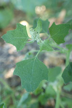 Chenopodium opulifolium \ Schneeballblttriger Gnsefu / Grey Goosefoot, GR Euboea (Evia), Istiea 27.8.2017