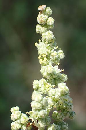 Chenopodium opulifolium \ Schneeballblttriger Gnsefu / Grey Goosefoot, GR Euboea (Evia), Neos Pirgos 31.8.2017