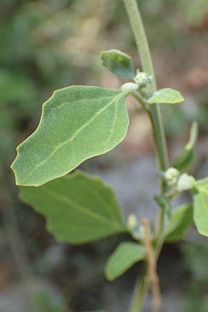 Chenopodium opulifolium \ Schneeballblttriger Gnsefu / Grey Goosefoot, GR Euboea (Evia), Neos Pirgos 31.8.2017