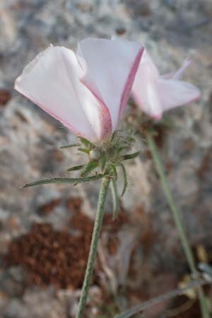 Convolvulus cantabrica \ Kantabrische Winde / Southern Bindweed, GR Athen 10.4.2019