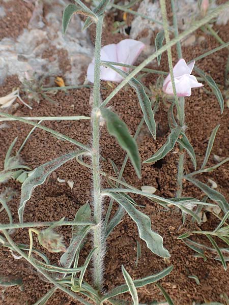 Convolvulus cantabrica \ Kantabrische Winde / Southern Bindweed, GR Athen 10.4.2019