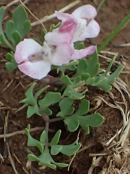 Corydalis blanda subsp. oxelmannii \ Oxelmanns Lerchensporn / Oxelmann's Corydalis, GR Peloponnes, Chelmos 18.5.2024