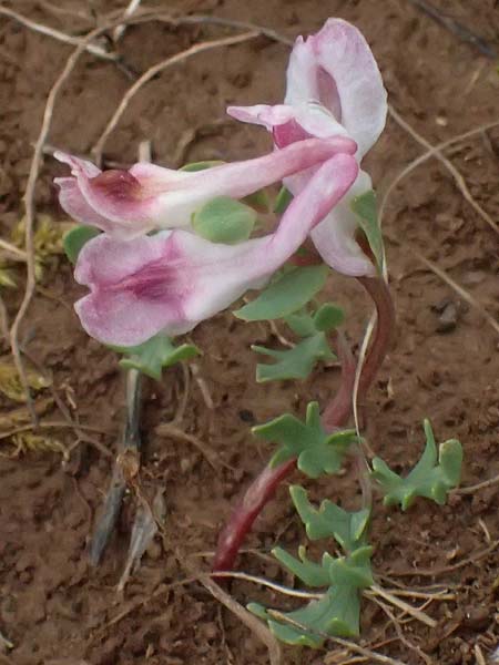 Corydalis blanda subsp. oxelmannii \ Oxelmanns Lerchensporn / Oxelmann's Corydalis, GR Peloponnes, Chelmos 18.5.2024