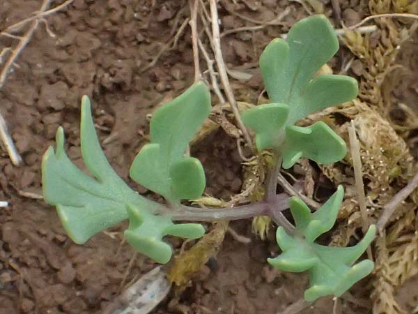 Corydalis blanda subsp. oxelmannii \ Oxelmanns Lerchensporn / Oxelmann's Corydalis, GR Peloponnes, Chelmos 18.5.2024