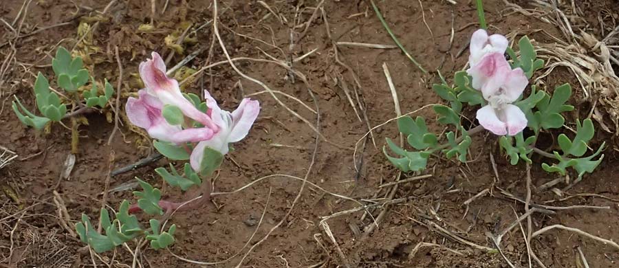 Corydalis blanda subsp. oxelmannii \ Oxelmanns Lerchensporn / Oxelmann's Corydalis, GR Peloponnes, Chelmos 18.5.2024