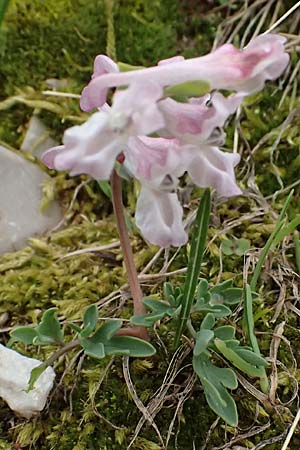 Corydalis blanda subsp. oxelmannii \ Oxelmanns Lerchensporn / Oxelmann's Corydalis, GR Peloponnes, Chelmos 18.5.2024